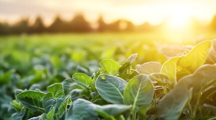 Aufkleber - Lush green field filled with healthy plants glowing under warm sunlight creating a vibrant agricultural scene : Generative AI