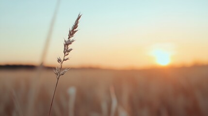 Poster - Delicate grass blade with sunlight and warm colors of sunset in a field of golden wheat : Generative AI