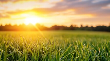 Poster - Serene sunset over a lush green field with glowing sunlight creating a peaceful and tranquil atmosphere : Generative AI