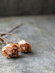 Poster - Two delicate dried roses arranged artistically on a textured wooden surface : Generative AI