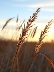 Aufkleber - Golden Hour Sunset Over Tall Grasses Creating a Serene Landscape Atmosphere : Generative AI