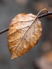Leinwandbilder - CloseUp View of a Dry Autumn Leaf Hanging from a Thin Branch : Generative AI
