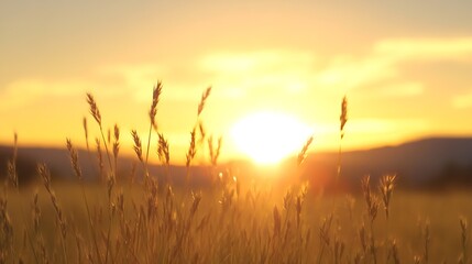 Aufkleber - Golden Sunrise Over Grassy Field with Silhouetted Plants in the Morning Light : Generative AI