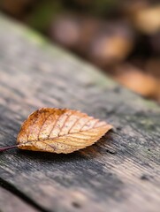 Leinwandbilder - Dried autumn leaf resting on weathered wooden surface showcasing natural texture and color : Generative AI