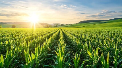Leinwandbilder - Sunrise Over Lush Green Cornfield with Rows of Growing Corn Plants : Generative AI
