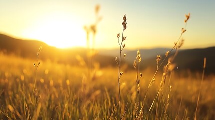 Poster - Golden Sunrise Over a Serene Meadow Filled with Wild Grasses and Trees in the Background : Generative AI