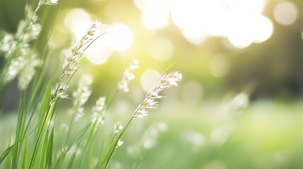Poster - Delicate grass swaying gently in a sunlit meadow creating a serene and tranquil natural atmosphere : Generative AI