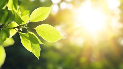 Poster - Sunlight Illuminating Fresh Green Leaves in a Lush Forest Setting Delighting the Senses : Generative AI