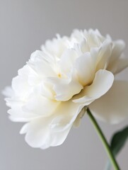 Poster - Delicate White Peony Flower with Soft Petals Against a Neutral Background : Generative AI