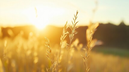 Poster - Golden Sunrise Over a Field Highlighting Silhouetted Grass and Nature's Beauty : Generative AI