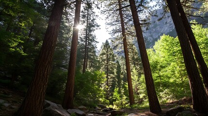 Aufkleber - Serene view of tall trees and sunlight filtering through a lush forest : Generative AI