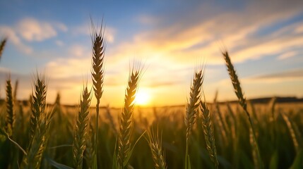 Poster - Golden Sunrise over a Wheat Field with Tall Stalks Under a Beautiful Sky : Generative AI