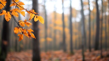 Poster - Stunning autumn forest scene with vibrant orange leaves amid tall trees in a tranquil setting : Generative AI