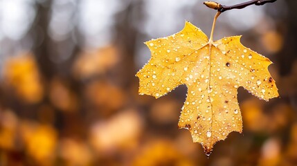 Leinwandbilder - Vibrant Golden Maple Leaf with Dew Drops Hanging from a Branch Amidst a Soft Blurred Background : Generative AI