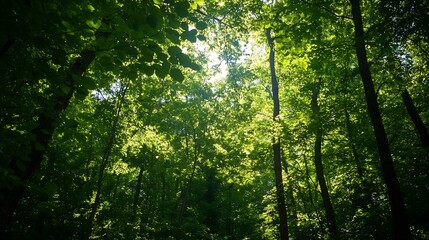 Poster - Sundrenched canopy of lush green trees in a serene forest setting showcasing nature's beauty : Generative AI