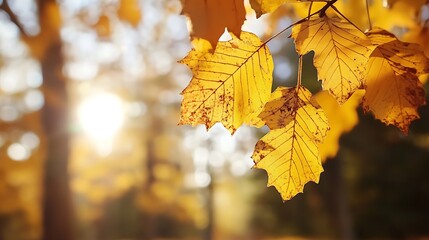 Poster - Golden autumn leaves glowing in sunlight creating a serene and peaceful nature scene : Generative AI