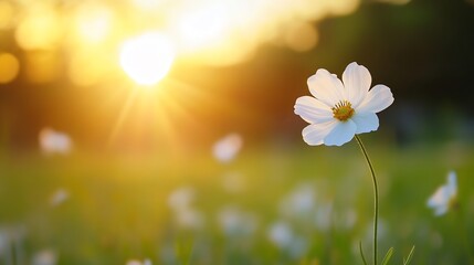 Poster - Delicate white flower illuminated by soft sunlight in a serene and peaceful garden setting : Generative AI