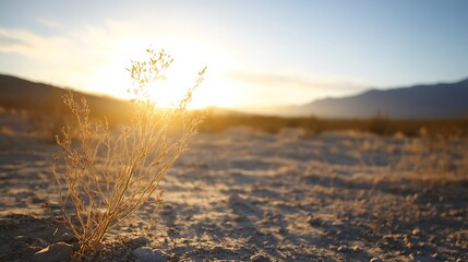 Leinwandbilder - Golden sunrise over a barren landscape with a single dried plant silhouetted against the light : Generative AI