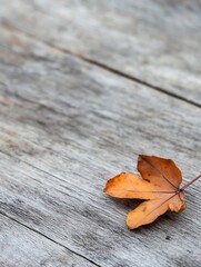 Poster - Single dried orange maple leaf lying on an aged wooden plank symbolizing the transition of seasons and autumn beauty : Generative AI