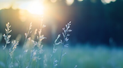 Leinwandbilder - Soft glow of sunlight filtering through delicate grass blades in a tranquil outdoor field at sunset : Generative AI