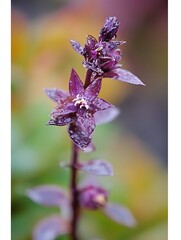 Aufkleber - Close up shot of beautiful purple flower with raindrops highlighting vivid details in nature's garden : Generative AI