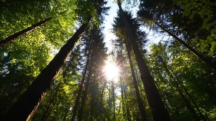 Poster - Lush green forest with towering trees silhouetted against bright sunbeams shining through the leaves creating a magical atmosphere : Generative AI