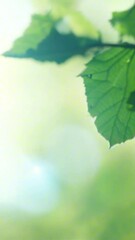 Wall Mural - vertical 9:16 Abstract nature-inspired backdrop with soft green and earthy tones, blurred leaves and light flares, organic texture perfect for video text overlays, soft focus