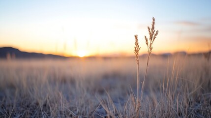 Poster - Golden sunlight illuminating tall grass swaying gently in the field during sunset : Generative AI