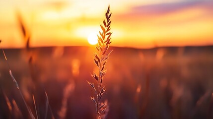 Poster - Golden wheat grass bathed in warm sunset light creating a tranquil and picturesque rural landscape scene : Generative AI