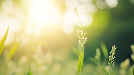 Poster - CloseUp of Vibrant Green Grass Glowing in the Warm Light of the Setting Sun : Generative AI