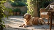 © AbstractAI - Golden Retriever Canine