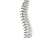 © Hanoi .s - Spinal column isolated on transparent or white background