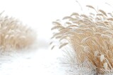 Winter Grass in Snow
