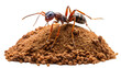 © Aiwonders - Ant on Dirt Pile – Transparent PNG Insect Illustration