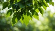 © Fazal - Vibrant Green Leaves Suspended in Sunlight, Capturing the Serenity of Nature’s Elegance