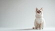 © Marta  Maksymiv - Siamese cat is sitting on a white background. Looking forward. The cat's eyes are wide open, giving it a curious and alert appearance . Copy space .