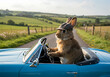 © Selda - A rabbit wearing a tweed cap enjoys a sunny drive in a vintage blue convertible along a scenic country road.