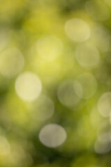 Wall Mural - green bokeh background, blurry green leaves out of focus.