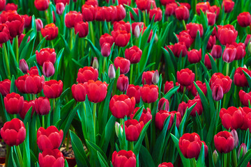 Wall Mural - field of blooming red tulip flowers in the garden in spring. Beautiful natural blossom floral background