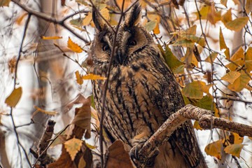 long-eared owl sits on a tree branch in autumn among orange leaves