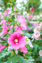 Wall Mural - blooming pink hollyhock flower in the garden.