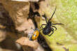 © JossK - Mediterranean False Black Widow, Steatoda Paykulliana, catching and wrapping a Clytra beetle prey