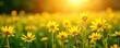 © RobertD - Golden hour sunlight bathes a vibrant daisy field , floral, sun