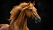 © THUA - Profile portrait of a golden dressage stallion, its muscular form and radiant coat highlighted under soft lighting, set against an elegant black backdrop.