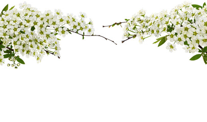 Wall Mural - Spring twigs of spiraea flowers for floral arrangement isolated on white or transparent background