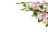 Spring twigs of garden trees for corner arrangement isolated on white or transparent background