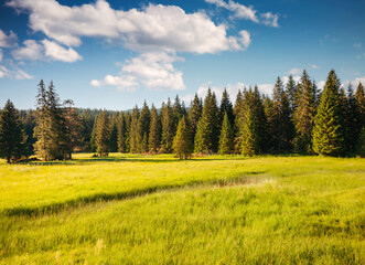 Fototapete - A green lawn with shining grass surrounded by a coniferous forest on a sunny day. National park Durmitor, Montenegro, Europe.