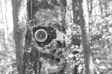 Wall Mural - classic navigation compass on natural background