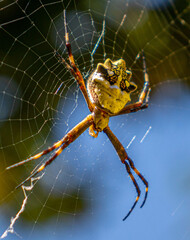 spider on the web