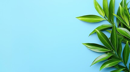 Wall Mural - Lush green leaves on blue background, nature concept, website banner